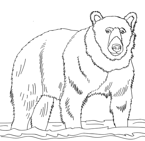 Brown Bear Stands In Shallow Water Coloring Page